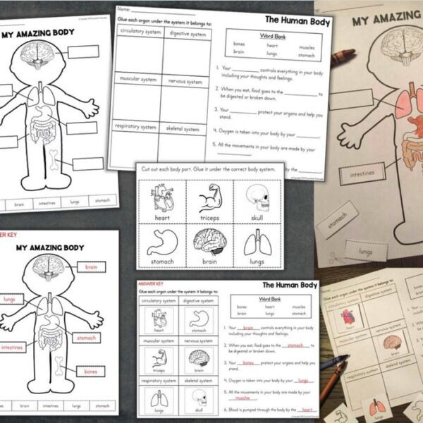 human body worksheets